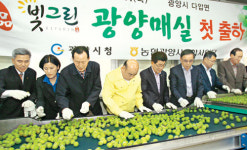 매실 생산량 지난해와 비슷…산지, 소비확대 노력