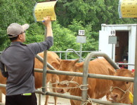 [현장]강원 홍천축협 가축시장 ‘송아지 경매현장’ 가보니…
