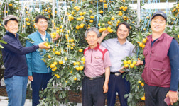 [화제]제주 남원농협 하우스감귤 공선회 성공 비법은