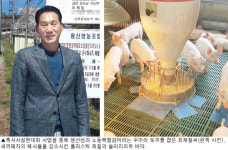 [미래축산 현장을 가다]⑷경북 성주 양돈농가 최재철씨<용신양돈단지>