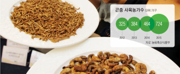 곤충 사육 증가…판로는 ?