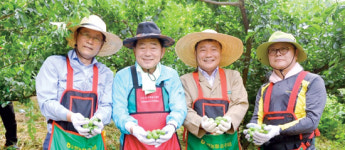 “매실농가 힘내요”…지자체·농협 일손돕기 한달음
