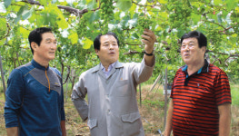 입장 ‘거봉포도’ 새 활로 개척