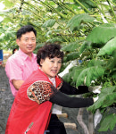 수원농협, 포도 봉지씌우기 일손도와