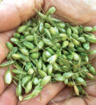 ‘청밀’ 암세포 억제효과 탁월