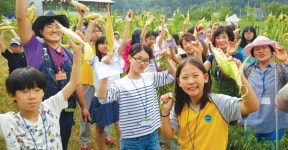 “옥수수 따기 신나요”, 대구농협 두레봉사단 등