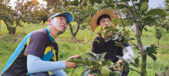 [기획]달인의 영농전략⑼단감재배 강창국씨<경남 창원>
