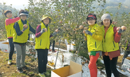강원농협·고향주부, 사과수확·환경정화 팔걷어