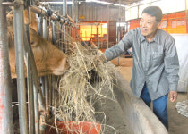 [농협·나눔축산운동본부 공동기획]클린업축산운동…국민엔 ‘사랑을’ 농가엔 ‘희망을’⑹축산냄새 저감 우수사례:경기 화성 한우농가 이도권씨