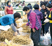 금산…전국 인삼 생산량 70% 유통
