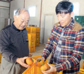 단감 수확량 줄었는데 위약금까지…