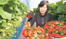 “달콤하고 향긋한 딸기 드세요”