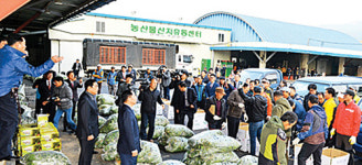 ‘보물섬 남해 시금치’ 본격 출하