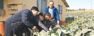 국산 양배추 ‘윈스톰’ 병해 적고 관리도 쉬워