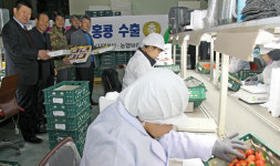 논산 딸기 ‘홍콩’ 첫 수출길