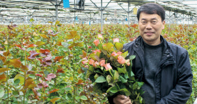 [이사람]국산 장미 ‘피치밸리’ 재배 이춘성 대표<경기 고양>