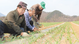 유기농 ‘단양마늘’ 명품화 사업 박차