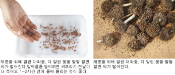 파종부터 채종까지…씨앗 다루기