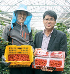 “산딸기 맛보세요”…주산지 김해서 본격 출하