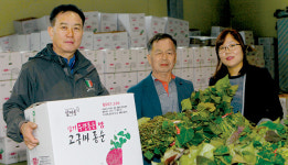우량 고구마종순 인기…“바쁘다 바빠”