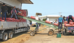 [현장]제주 대정농협 햇마늘 첫 수매