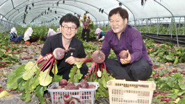 익산 여산지역 농민 ‘비트’ 첫 출하