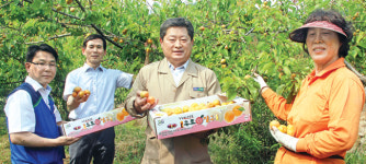 고품질 살구·자두·복숭아 제값 판매에 ‘총력’
