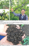 [기획]도전! 유기농 과수재배⑵배농가 김상권씨<경기 화성>