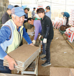 경기 화성 남양농협, 모 말라죽은 농가에 모판 새로 공급