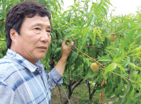 우박피해로 복숭아농사 접은 전남 순천시 월등면