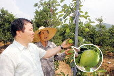 전북 장수 사과농가 우박비 피해 심각