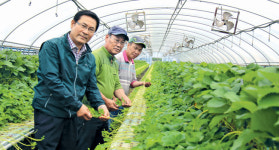 고품질 순천 외서딸기 모종 인기