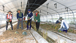 전북농협·망성농협 폭우피해 농가 지원