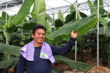 국산 바나나 생산 도전 ‘눈길’