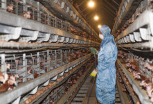 [달걀산업, 소비자 신뢰 회복하려면]엇박자 식품안전관리…한곳으로 합쳐 ‘구멍’ 없애야