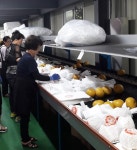 남양주 특산물 ‘먹골배’ 올해 첫 수출길
