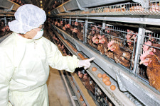 “친환경소독제로 날마다 방역 주변농장 상태도 꼼꼼히 살펴”