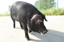 우리 품종 활용해 생산한 돼지고기 맛·품질 모두 우수