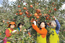 동대구농협, 포항 사과농장서 일손돕기