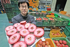 군침 도는 속 빨간 사과