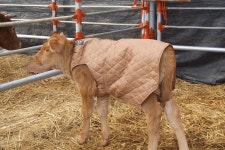 송아지, 초유 먹여 저항력 높이고 돼지, 백신 맞춰 전염성 질병 차단