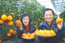경북 청도에 한라봉이?