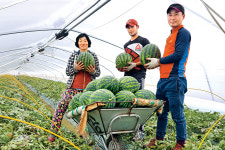 경남 함안 겨울수박 출하 한창 “품질 좋고 값도 괜찮아” 농가 웃음꽃