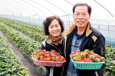 땅심 북돋고 칡·홍삼으로 영양 듬뿍…‘가락시장 최고가 금딸기 납시오~’