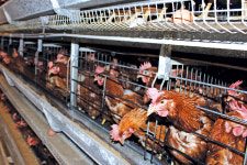 산란성계 늘었는데 처리 못해…농가 ‘발동동’