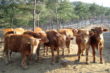 “가축 밀집 사육환경 개선…동물약품 적정량 사용해야”