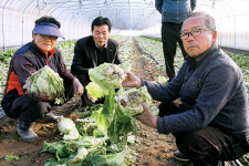 수문개방 여파 “양상추 언피해 심각… 정부가 대책 세워야”