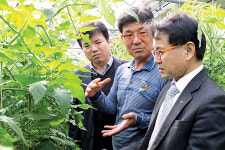 부산농협 “‘대저토마토’ 많이 사랑해주세요”