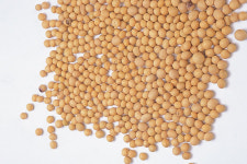 쌀 생산조정제로 생산되는 ‘콩’ 전량 수매…판로걱정 ‘뚝’