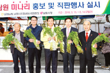 ‘쌈미나리’ 농한기 소득작목으로 키운다